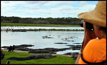 09 - Sherry photographs the gators