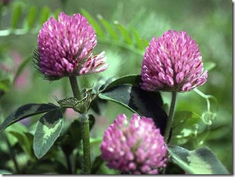 Red-clover