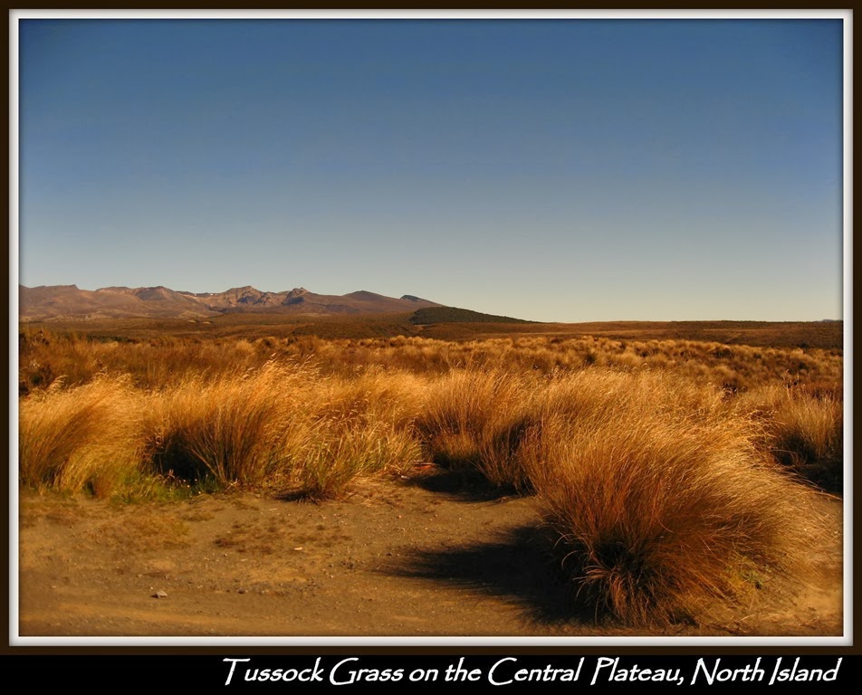 [Tussock%2520grass%2520on%2520the%2520Central%2520Plateau%255B4%255D.jpg]