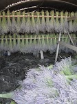 DSCF0953.JPG