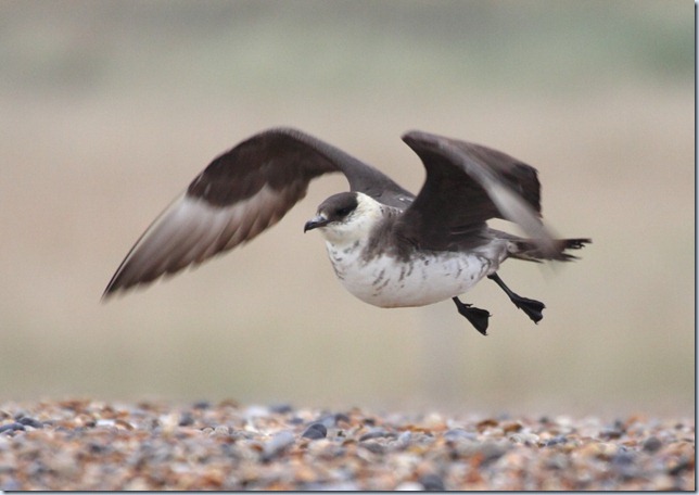 arctic_skua2 arctic_skua2