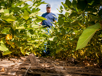 Corn crop near Elgin, Nebraska withers under the drought and heat wave of 2012. The dead corn on the edges of Farmer Phillip Starman's field does not get irrigated. His only hope was his irrigation system and his drought-resistant crops. Eric Francis / USA TODAY 