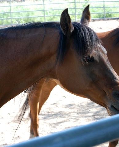 [horses2011182.jpg]