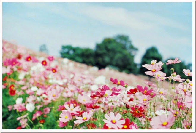 florzinhas florzinhas