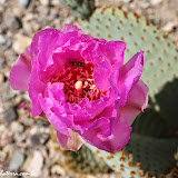 Flores do deserto -  Death Valley NP - Califórnia, EUA