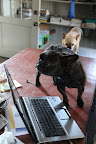 Sharkey, I'll get busy and backup her files from her old computer before we put it away.