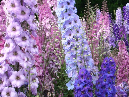 [Delphinium_mixedDelphLarge%255B1%255D%255B5%255D.jpg]