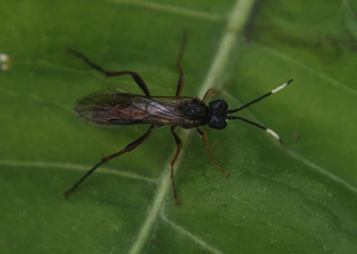 [Sawfly%2520Tenthredo%2520colon%255B3%255D.jpg]