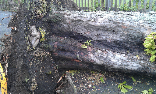 Chestnut Tree Rosendale Road Chestnut Tree Rosendale Road