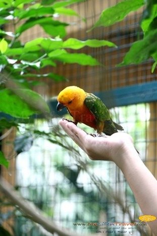 Langkawi Wildlife Park Langkawi Wildlife Park