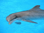 A dolphin at the MGM Mirage.