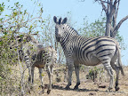 Chobe Nationalpark