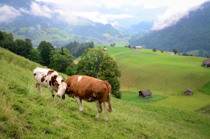 [Amycow4%255B2%255D.jpg]