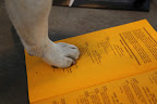 Let's see, the schedule says that the Chow Chows are in Ring One on Monday at 10:15am...so that's where we'll find G.K.