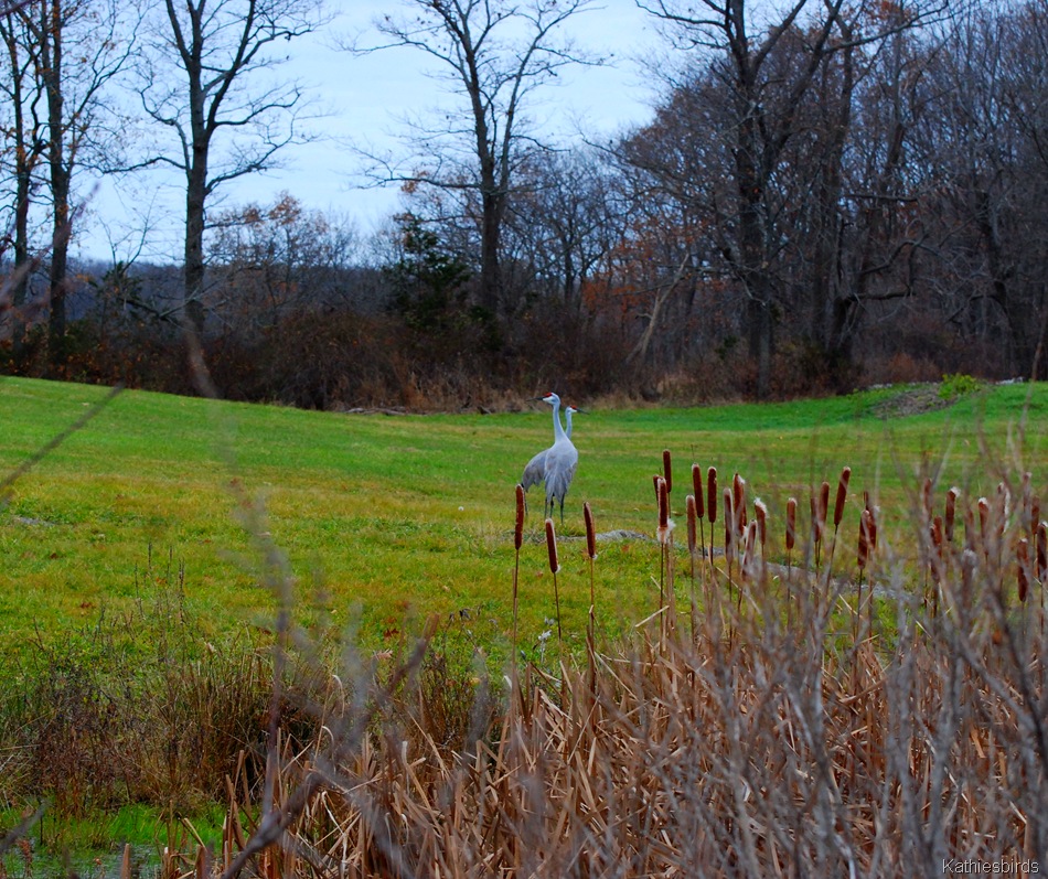 [5.%2520cranes%2520out%2520my%2520window-kab%255B4%255D.jpg]