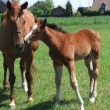 veulenszomer2011 014.jpg