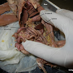 rat_dissected_labeled.JPG