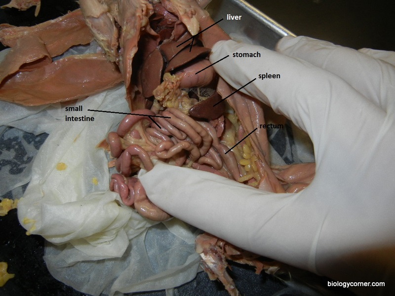 rat_dissected_labeled.JPG