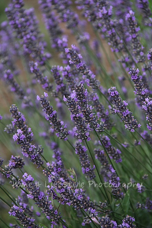 [IMG_4497a%255B3%255D.jpg]