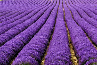 [Lavender-Fields-UK-dan-Prancis3.jpg]