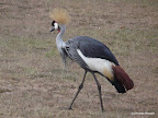 Masai Mara