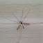 Crane fly