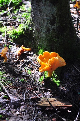 chanterelles_woods