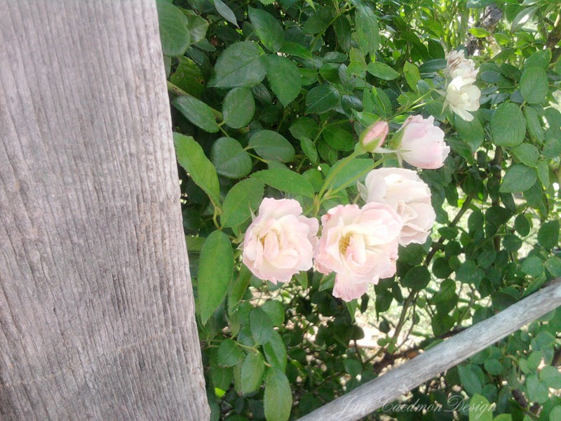 [White_Roses_awaken%255B3%255D.jpg]