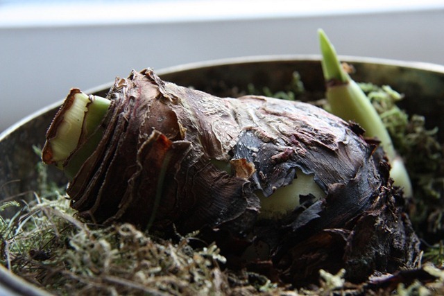 amaryllis