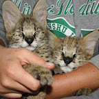 servals2.jpg