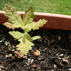 querciab5.jpg