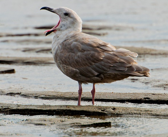 [untitled-Glaucous-winged-Gull-w-Mout.jpg]