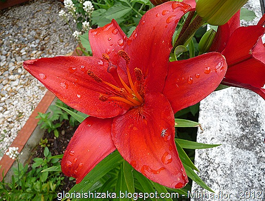 Gloria Ishizaka - minha flor 6