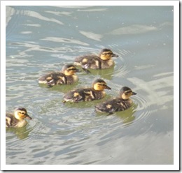 Florida vacation 3.12 baby ducks swimming