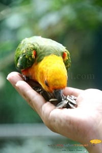 Langkawi Wildlife Park Langkawi Wildlife Park