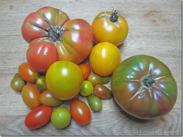 tomatoes