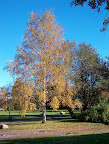 Tervasaari park in autumn