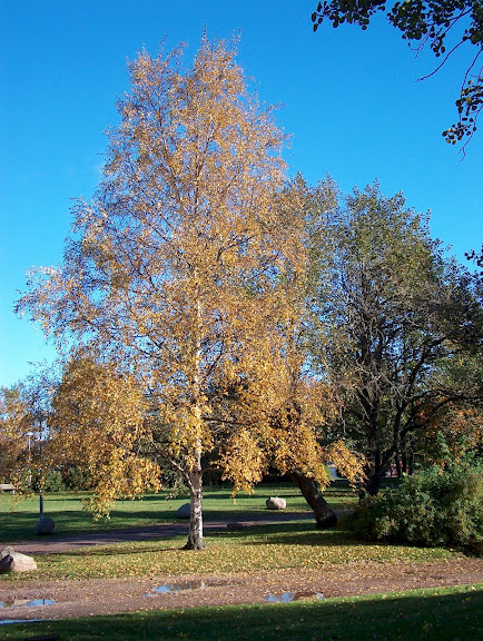 Tervasaari park in autumn