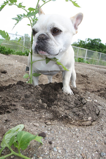 There!  A perfectly planted tomato!