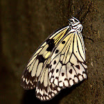 IMG_6278.jpg
