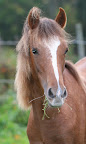 Bukett oktober 2011