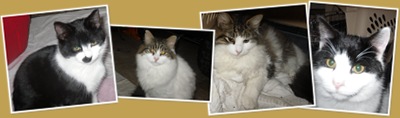 View Cats