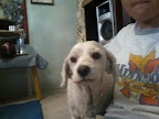 ARES felizmente adoptado en el 2010¡¡!! gracias a su hermosa familia¡¡