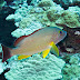 Blacktail Snapper - Photo (c) DavidR.808, some rights reserved (CC BY-NC-SA)