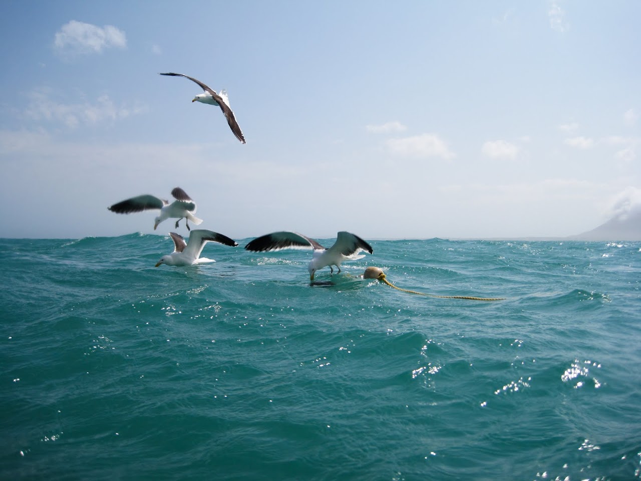 View from shark diving cage