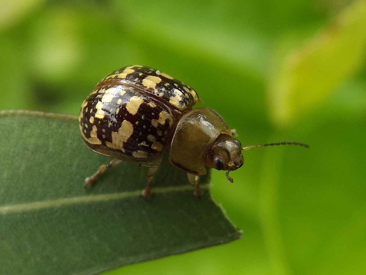 Tea tree leaf beetle