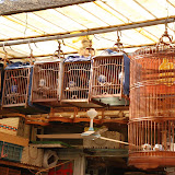 Shanghai - Pets market - 5 petites cages et 1 grande