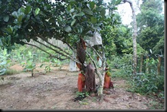 IMG_4911 IMG_4911