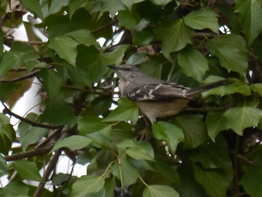 P1010075