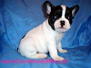 Bulldog Frances Cachorros Para Su Aprobacion